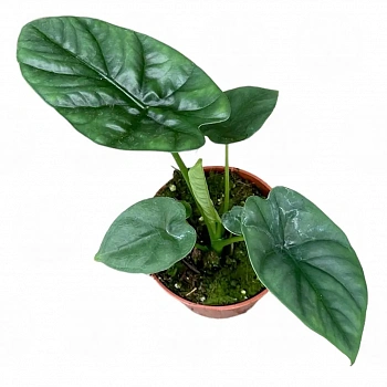 Алоказия Лукиван / Alocasia Lukiwan