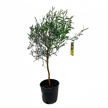 Микроцитрус Глаука / Пустынный лайм / Microcitrus Glauca — цитрусовое растение, фото
