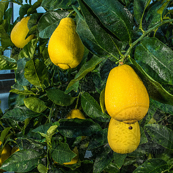 Лимон Вакхалоу / Lemon Vakhalou — цитрусовое растение, фото
