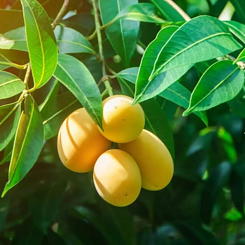 Манго Атаульфо / Mangifera indica Ataulfo