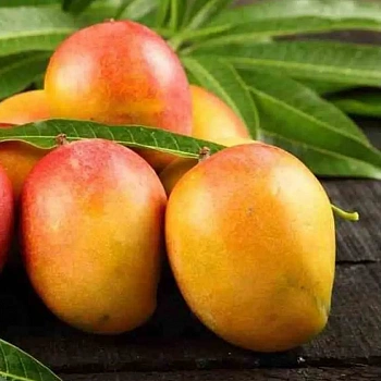 Манго Сенсация / Mangifera Indica Sensation
