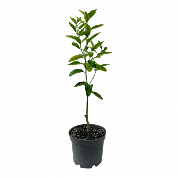 Лайм персидский / Lime Persian — цитрусовое растение, фото
