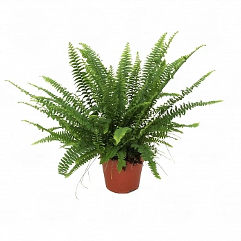 Нефролепис Mix Green