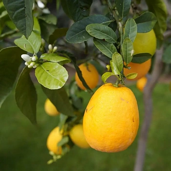 Апельсин Облунгус / Orange Oblungus — цитрусовое растение, фото
