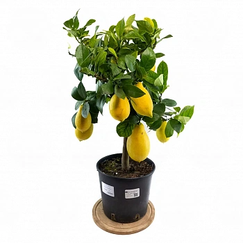 Лимон Лунарио / Lemon Lunario — цитрусовое растение, фото
