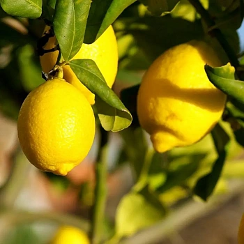Лимон Флорентина Citrus limon "Florentina"