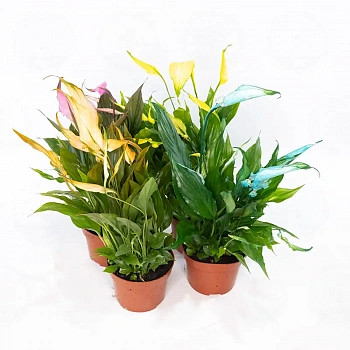 Спатифиллум Чопин / Spathiphyllum Chopin
