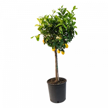 Лимон LXM / Lemon LXM — цитрусовое растение, фото
