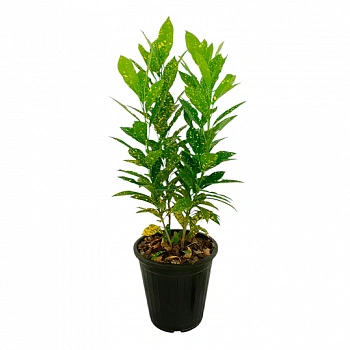Кодиеум Аукуболистный / Codiaeum Akuba