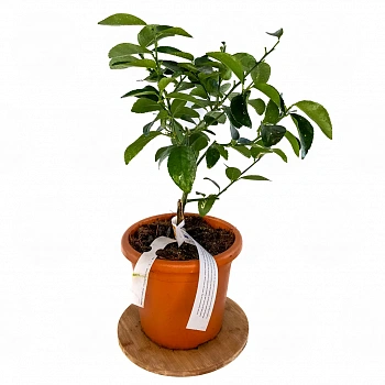 Лайм Неаполитанский / Lime Neapolitanum — цитрусовое растение, фото
