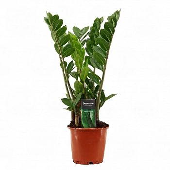 Замиокулькас/ Zamioculcas zamiifolia