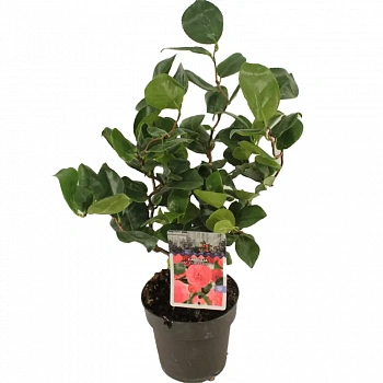 Камелия Карли Леди / Camellia JAP. Curly Lady