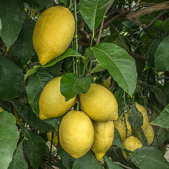 Лимон Амальфитанум пане / Lemon Amalphitanum Pane — цитрусовое растение, фото
