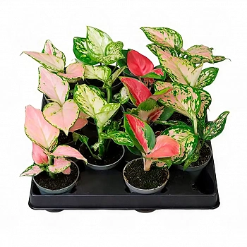 Аглаонема Mix / Aglaonema Mix