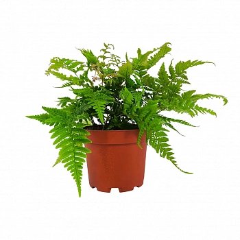 Щитовник красносорусовый / Dryopteris erythrosora