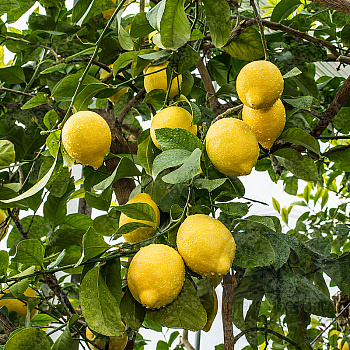 Лимон Эврика / Lemon Eureka — цитрусовое растение, фото
