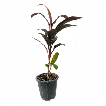 Кордилина fruticosa Mambo