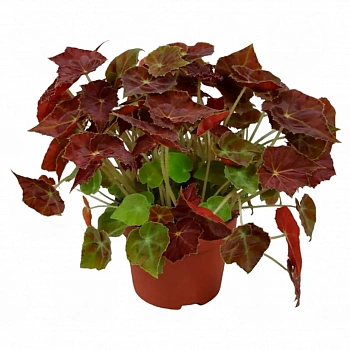 Бегония BELEAF AMBER LOVE