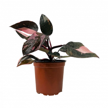 Филодендрон "Pink Marble"
