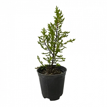 Кипарис Лейланда / Cupressus Leylandii