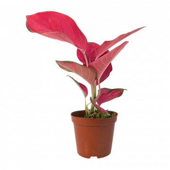 Аглаонема Чайна Ред, Китайская Красная /Aglaonema China Red