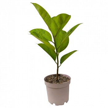 Фикус эластика "Шривериана" / Ficus elastica "Schrijveriana"