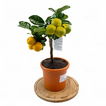 Кумкват Обовата / Kumquat Obovata в горшке купить от 19&nbsp;000 ₽