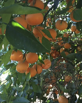 Мандарин Мандаред / Mandarin Mandared — цитрусовое растение, фото
