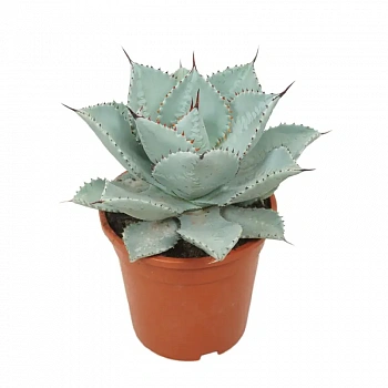 Агава "Пальцы Дракона" подвес./ Agave Pygmaea "Dragon Toes"