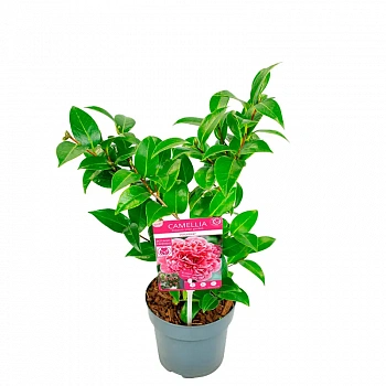 Камелия Волунтир / Camellia JAP. Volunteer