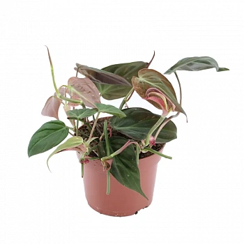Филодендрон scandens subsp. micans