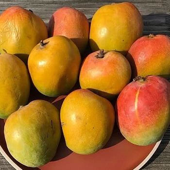 Манго Гомера 3 / Mangifera indica Gomera 3
