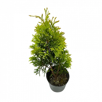 Туя Янтарь / Thuja Gold Jantar