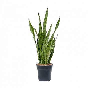 Сансевиерия green zeylanica