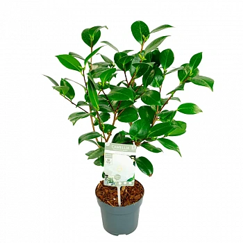 Камелия Нуччио Гем / Camellia JAP. Nuccio's Gem