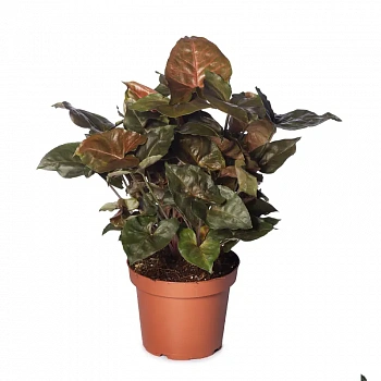 Сингониум медный / Sygonium Podophyiium Copper