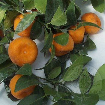 Мандарин Пектината / Mandarin Pectinata — цитрусовое растение, фото
