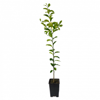 Лимон Волкамериана / Lemon Volkameriana — цитрусовое растение, фото

