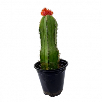 Гимнокалициум Фридриха / Gymnocalycium Friedrichii