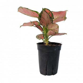 Аглаонема Бьюти Ред/ Aglaonema Beauty Red