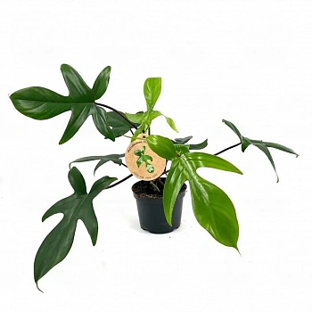 Филодендрон FLORIDA GREEN