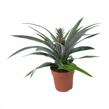 Ананас Розита / Ananas Rosita