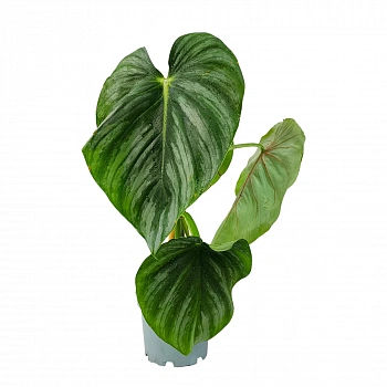 Филодендрон Пастазанум / Philodendron Pastazanum