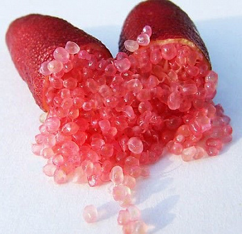 Микроцитрус вариегатный(Microcitrus australasica Finger Lime "Red Champegne" variegated) — цитрусовое растение, фото
