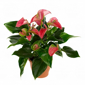 Антуриум Джоли / Anthurium JOLI
