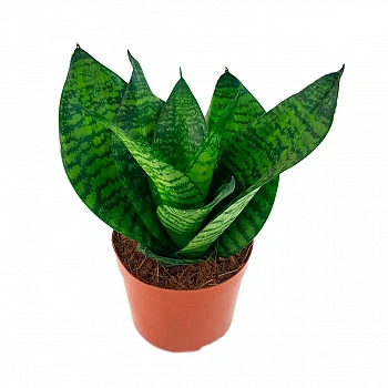 Сансевиерия trifasciata "Hahnii Green"