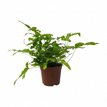 Птерис кретика Альболинеата / Pteris cretica Albolineata