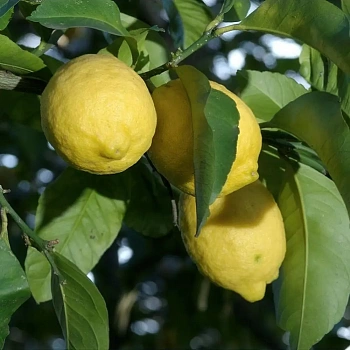Лимон Сфусато ди соренто / Lemon Sfusato di sorrento — цитрусовое растение, фото
