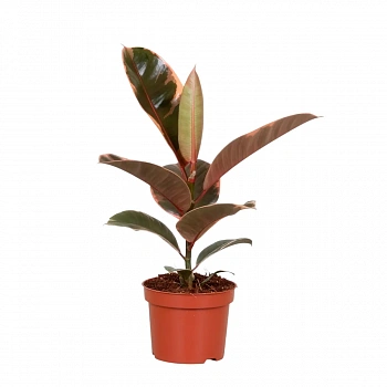 Фикус эластика "Белиз" / Ficus elastica "Belize"