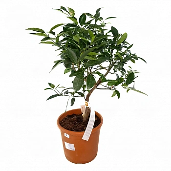 Оранжекват Ниппон / Orangequat Nippon — цитрусовое растение, фото
